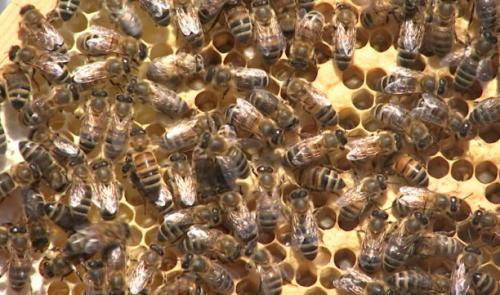 La ruche devenue trop étroite, les abeilles essaiment