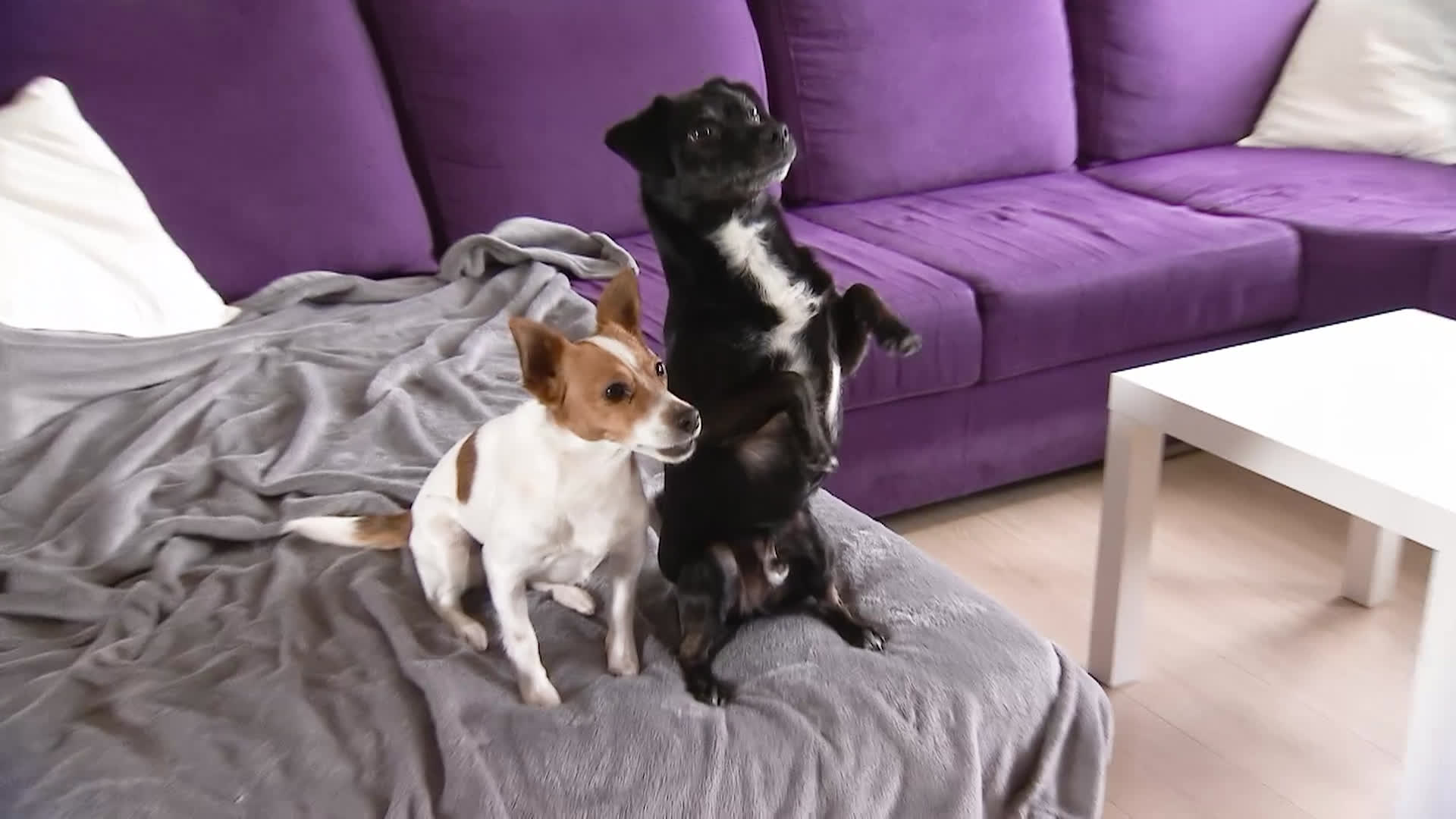 L'accueil d'un nouveau chien
