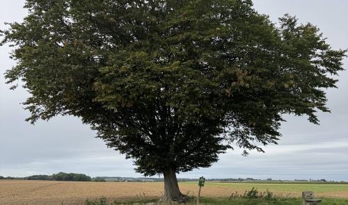 Wanze : les arbres remarquables pour les Journées du Patrimoine