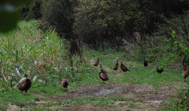 À Clavier, les habitants ne comptent plus les faisans et les canards… mais leurs cadavres