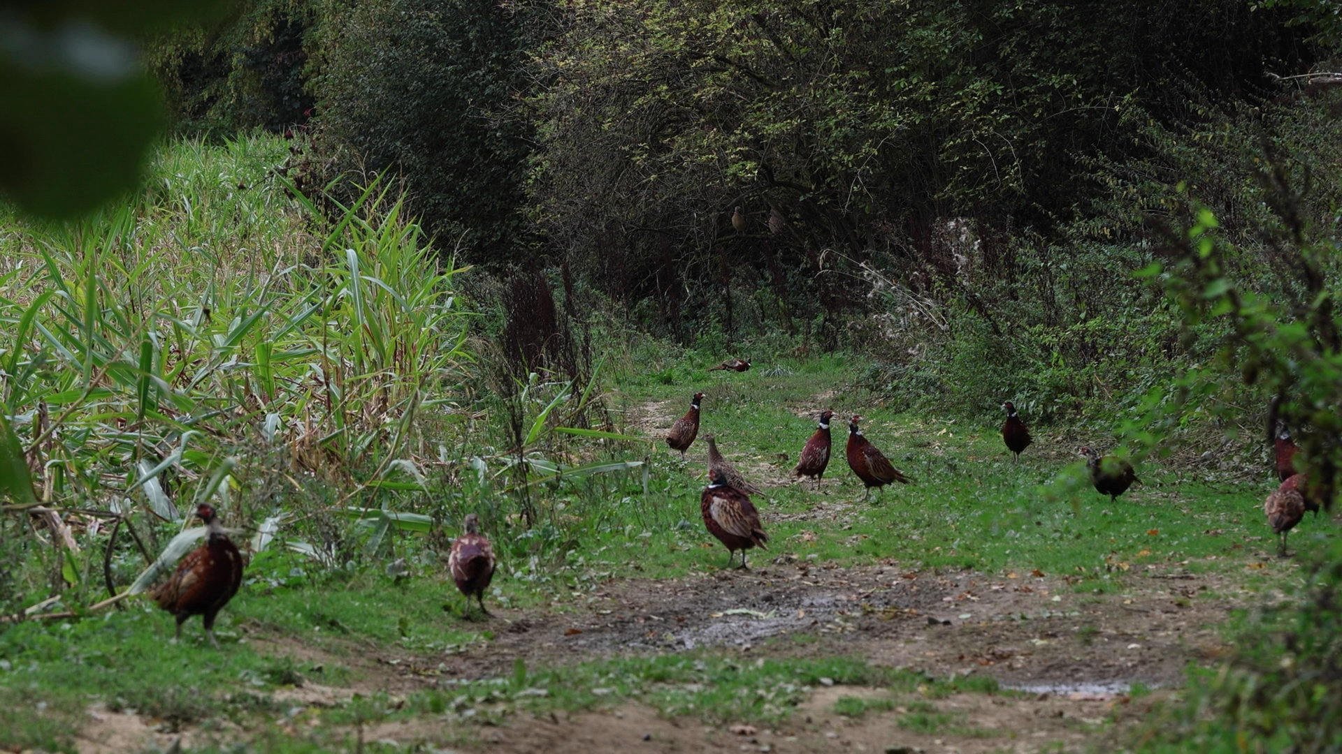 À Clavier, les habitants ne comptent plus les faisans et les canards… mais leurs cadavres