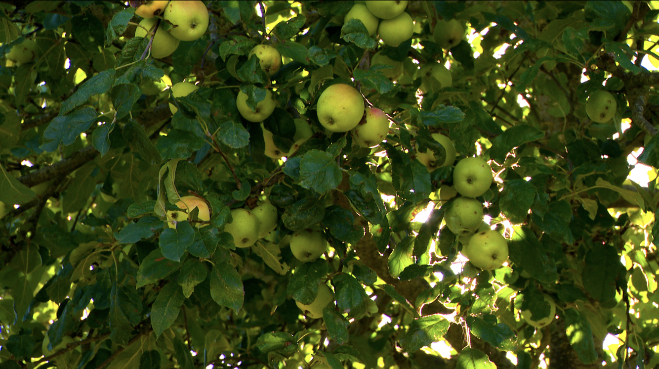Des fruits à cueillir au verger communal de Clavier