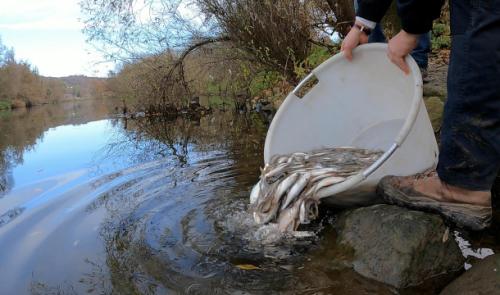 1 tonne de poissons lâchée dans la Meuse