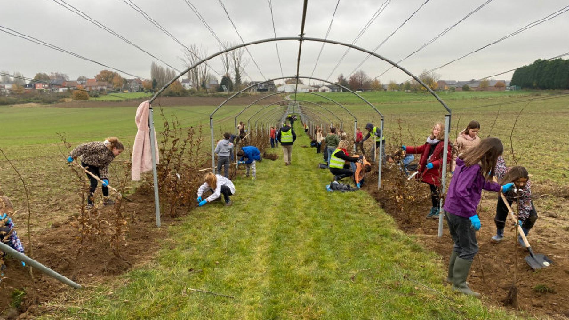 100 élèves plantent une charmille à Crisnée