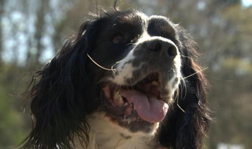 ID, le chien qui détecte les crises d'hypoglycémie