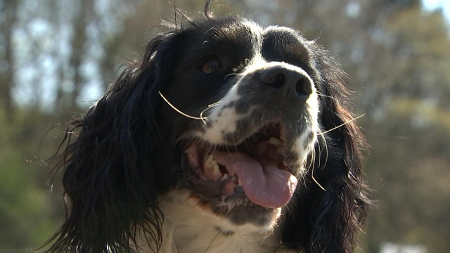 ID, le chien qui détecte les crises d'hypoglycémie