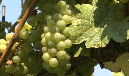 Vin de Liège : la météo des prochaines semaines déterminera la qualité du vin
