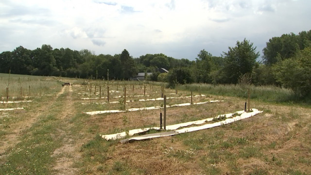 Un  financement participatif pour des poules et des moutons