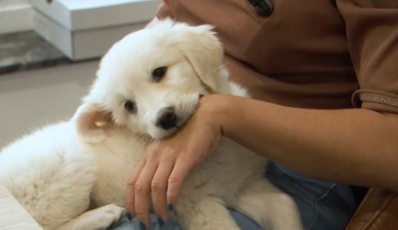 Le mordillement des chiots