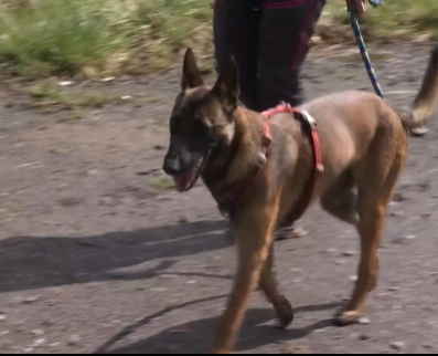 Comment choisir le collier ou le harnais de son chien