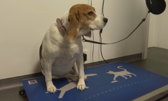 L'obésité chez le chien