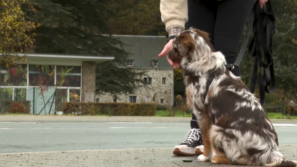 La socialisation du chiot