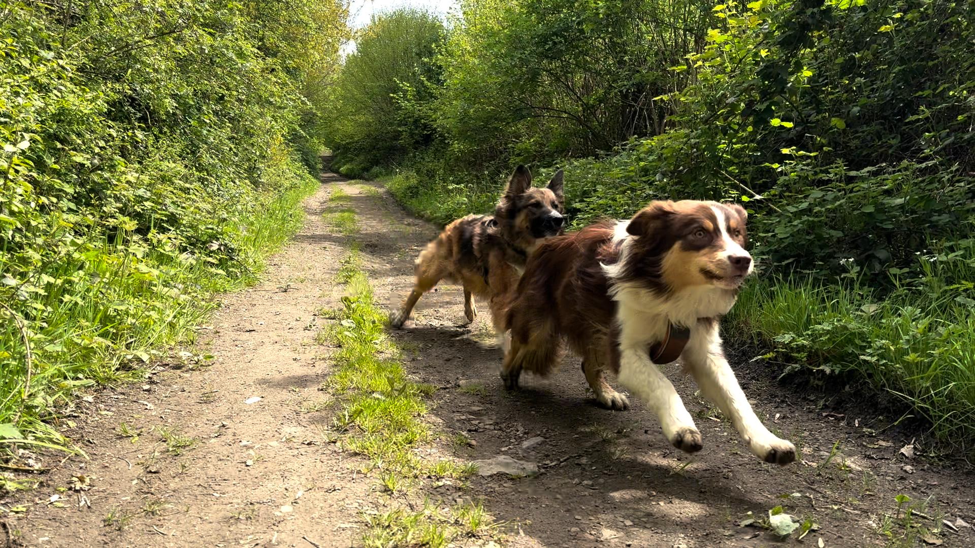 Gérer "les potes canins"