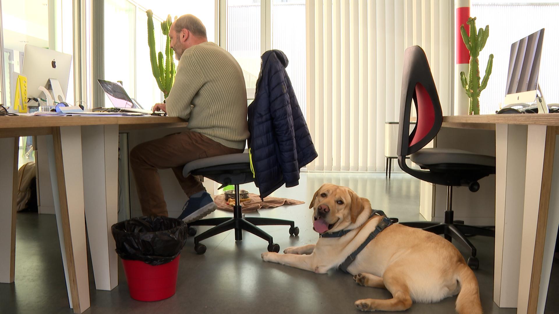 Prendre son chien au travail
