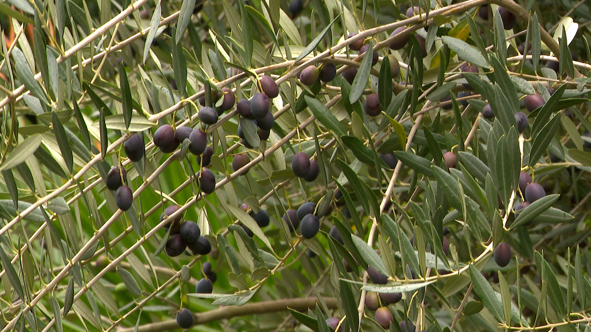 Première huile d'olive belge pressée à Fallais
