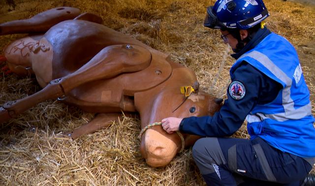 Une formation unique à Liège pour les vétérinaires-urgentistes