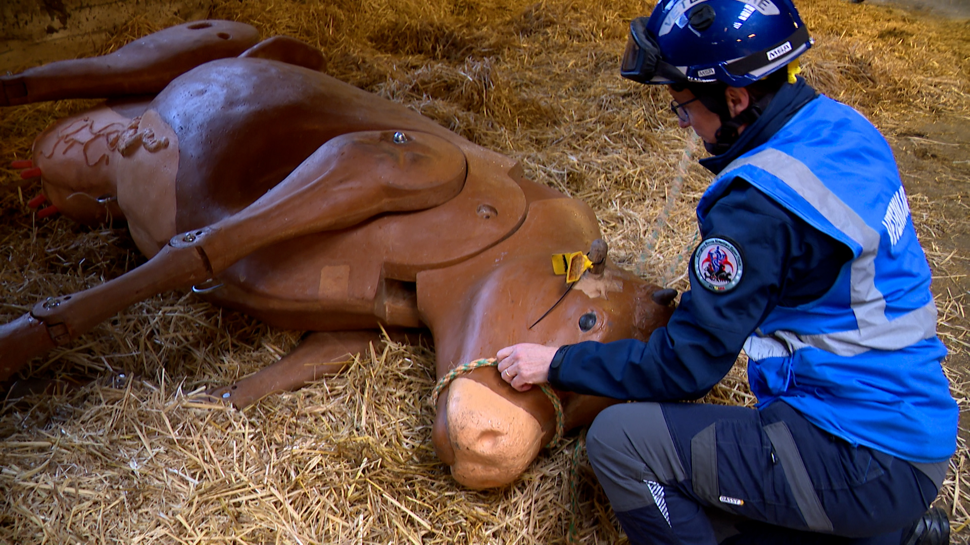 Une formation unique à Liège pour les vétérinaires-urgentistes