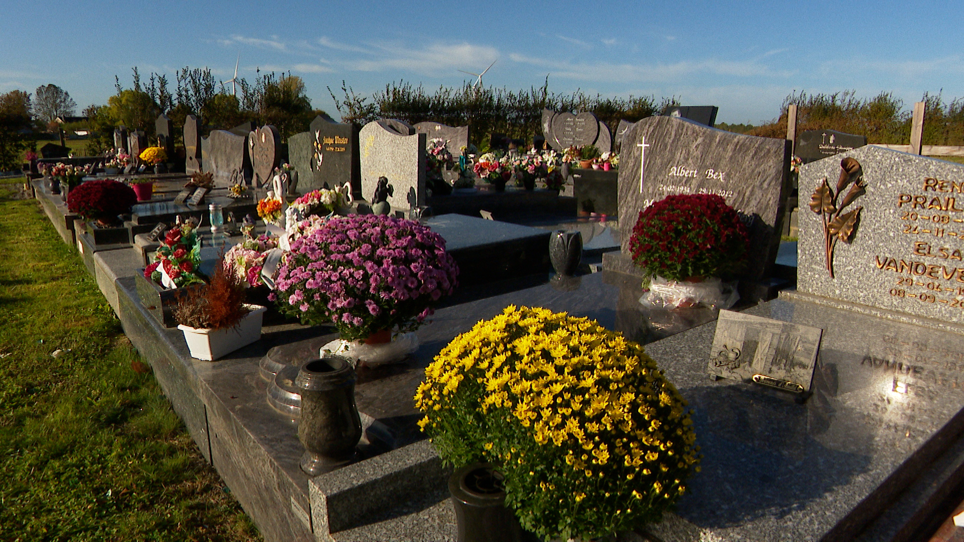 Toussaint: le chrysanthème roi des cimetières
