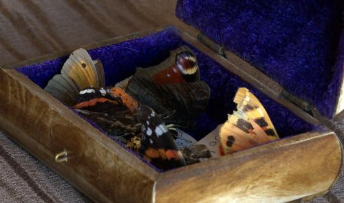 Grâce-Hollogne: à la rencontre de Madame Papillon