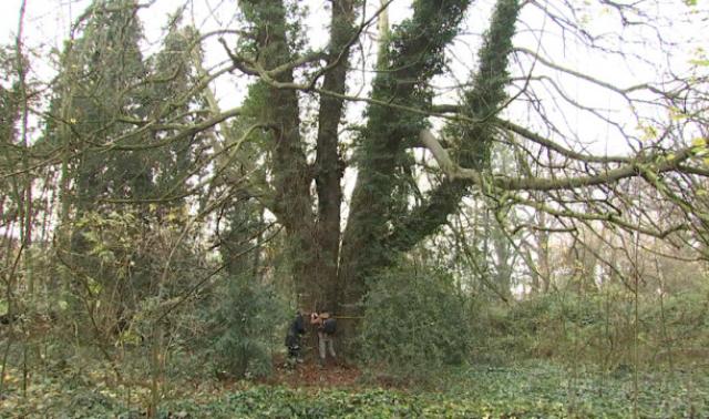 A Chênée se cache le plus gros arbre de Liège !