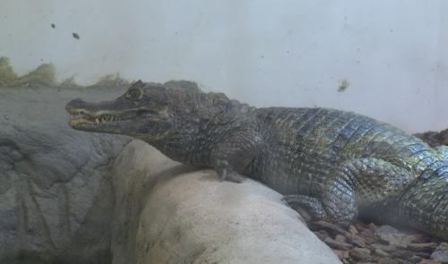 Ans : polémique autour du futur parc animalier exotique