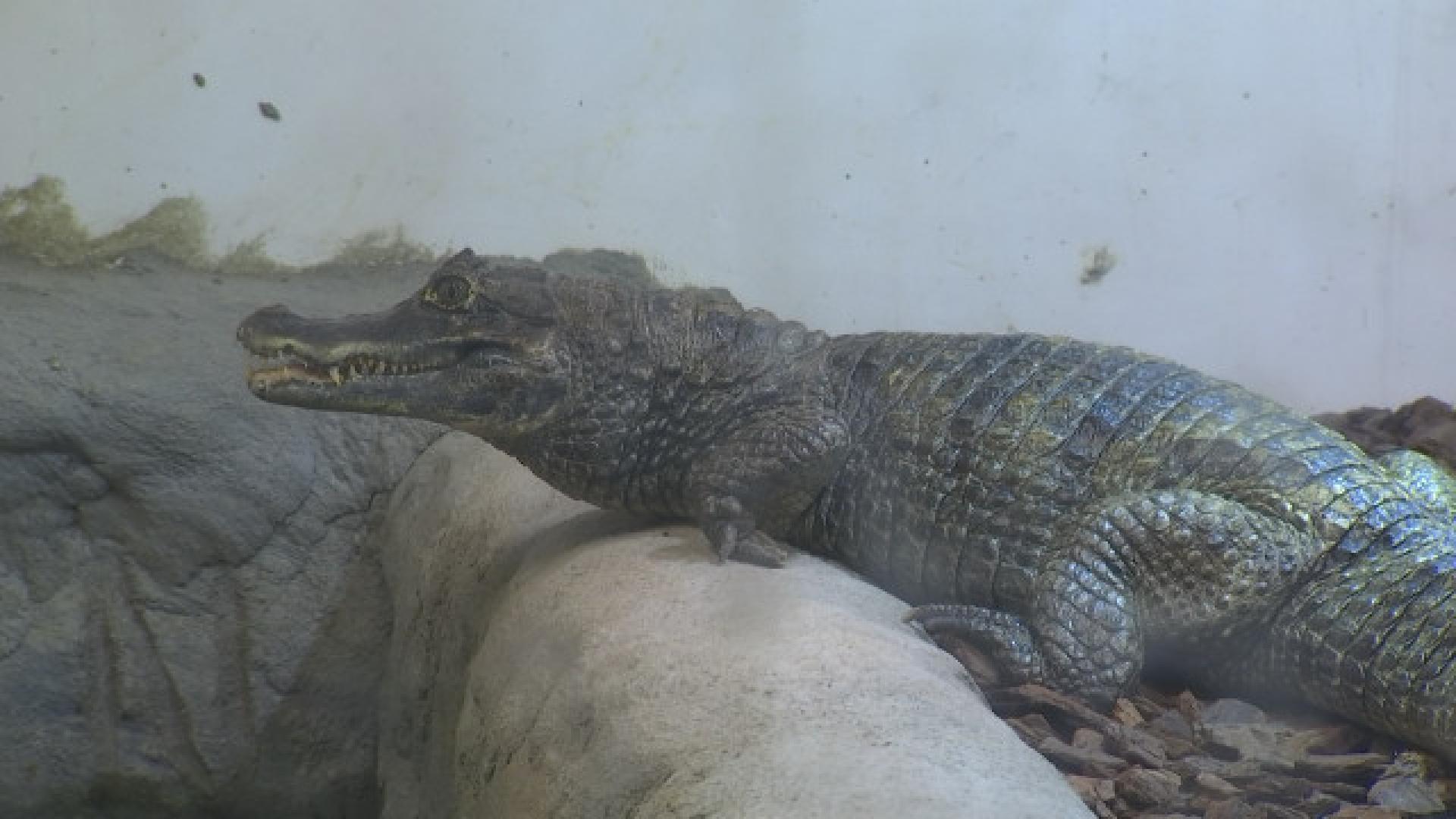 Ans : polémique autour du futur parc animalier exotique