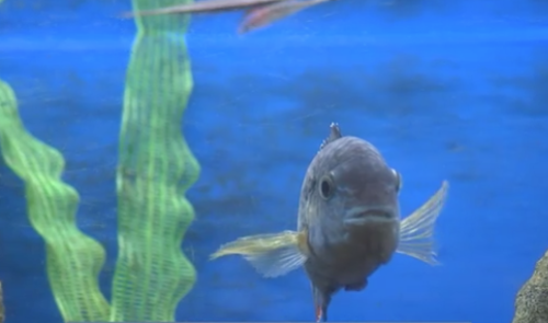 Aquariums et poissons : une institution à Rocourt ferme ses portes