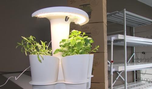 Calla Garden développe le potager d'intérieur pour restaurateurs
