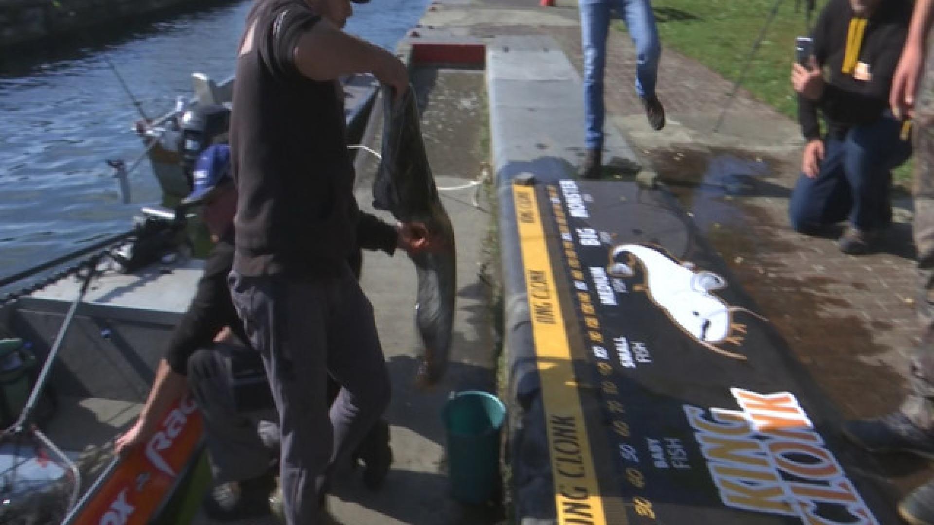 Concours de pêche au silure: cela se joue au centimètre près!