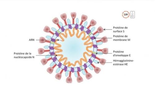 COVID-19 : naturel ou transformé en laboratoire ?