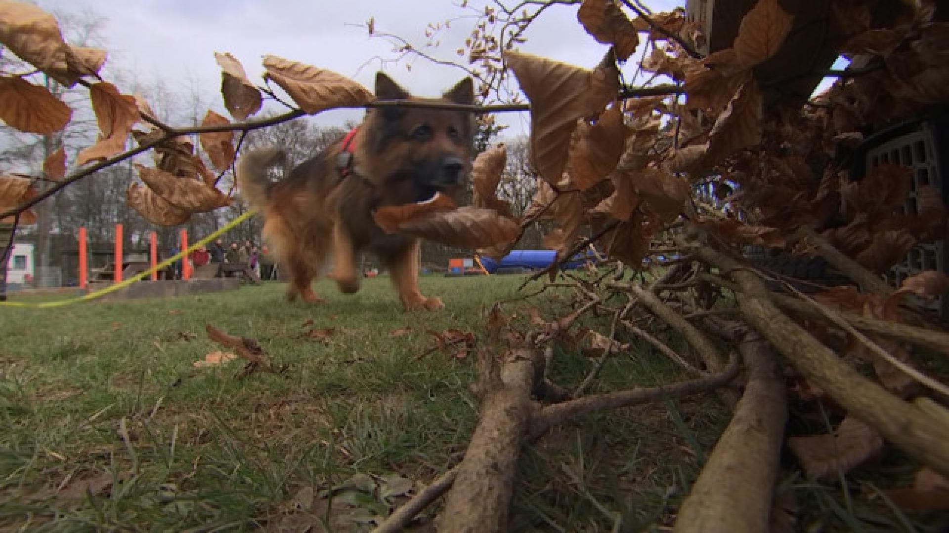 Des chiens détecteurs...de hérissons !