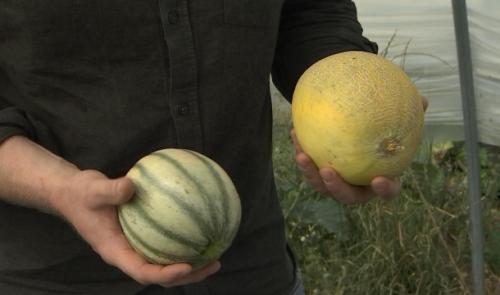 Des melons belges à Antheit vendus exclusivement à la ferme
