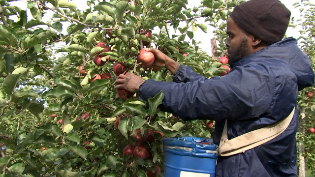 Des pommes en autocueillette à Dalhem