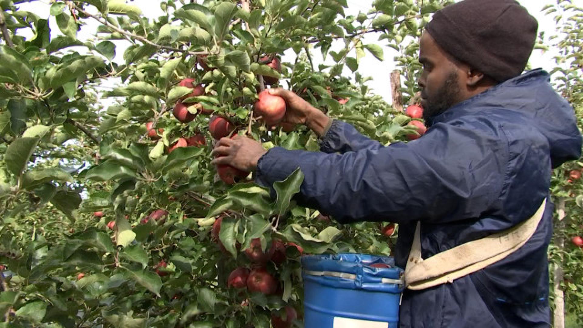 Des pommes en autocueillette à Dalhem