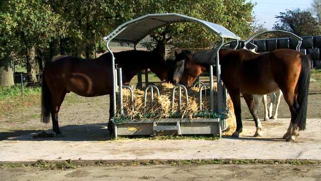 Ellemelle: Une écurie active pour le bien-être des chevaux