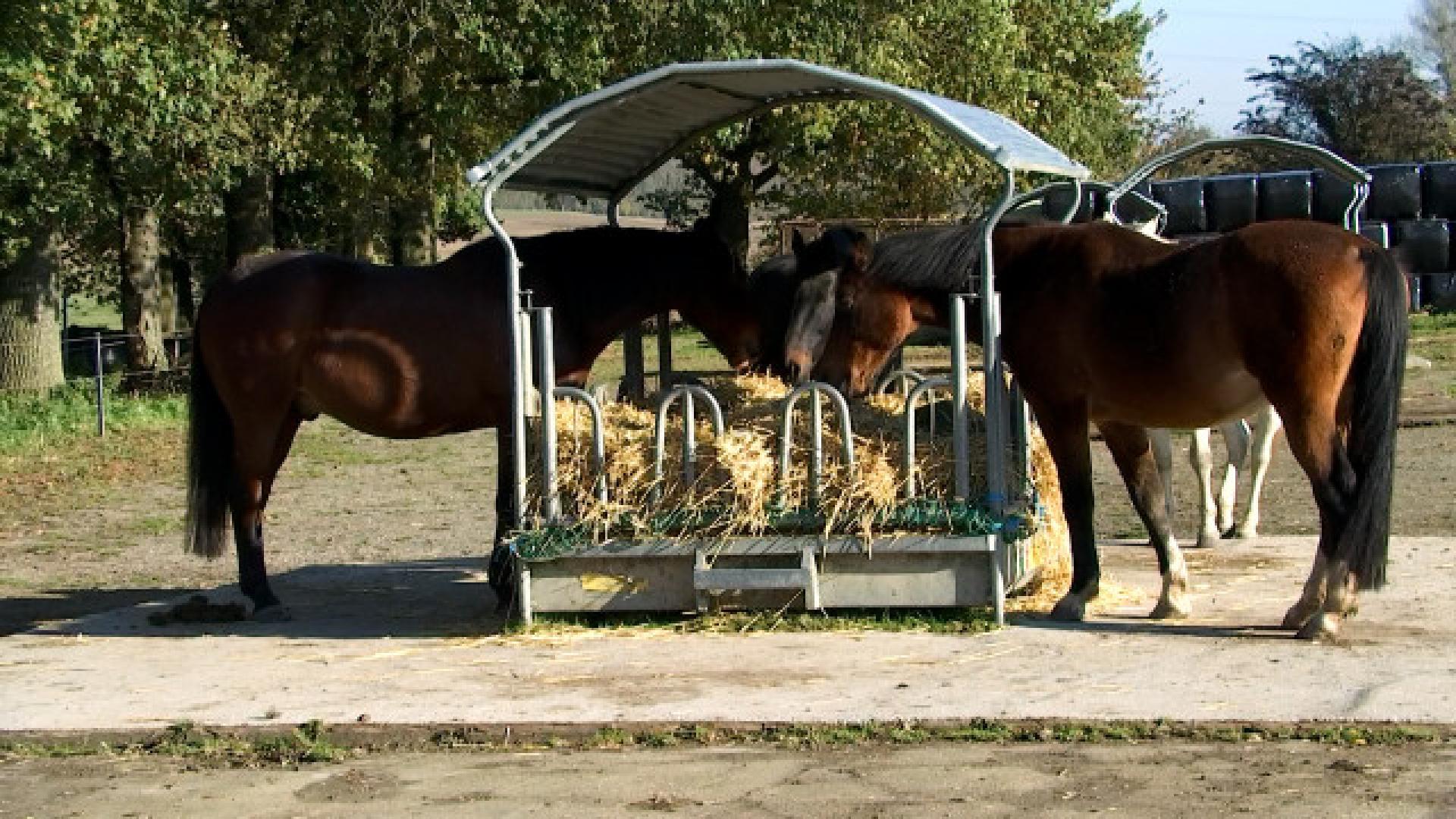 Ellemelle: Une écurie active pour le bien-être des chevaux