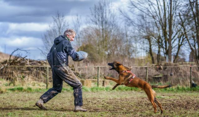 Cours de défense canine (mordant)