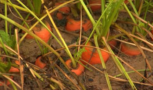 Faimes : des carottes à la pelle, à ramasser à la main