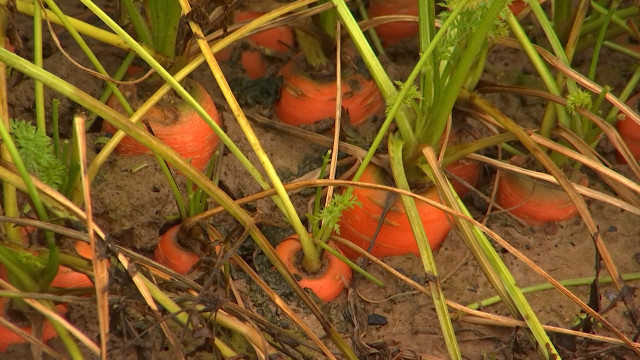 Faimes : des carottes à la pelle, à ramasser à la main