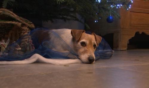 Feux d'artifice : conseils pour aider votre chien