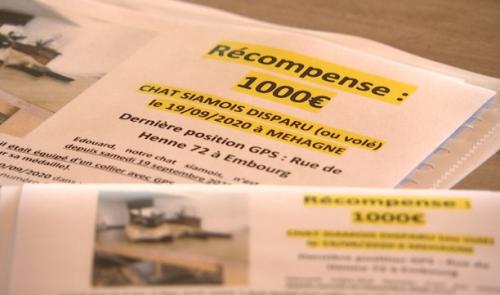 Forte récompense pour un chat disparu