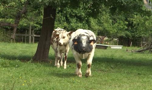 Hamoir : une habitante dépose une plainte contre des vaches