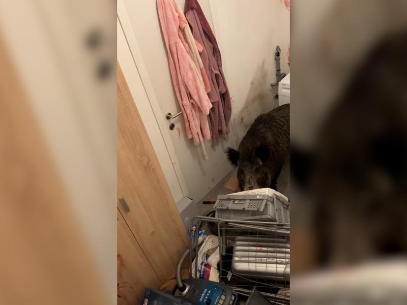 Un sanglier détruit l'intérieur d'une habitation à Wanze