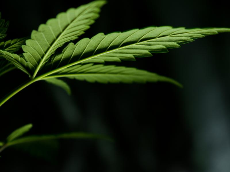 Démantèlement d'une vaste plantation de cannabis à Fexhe-le-Haut-Clocher