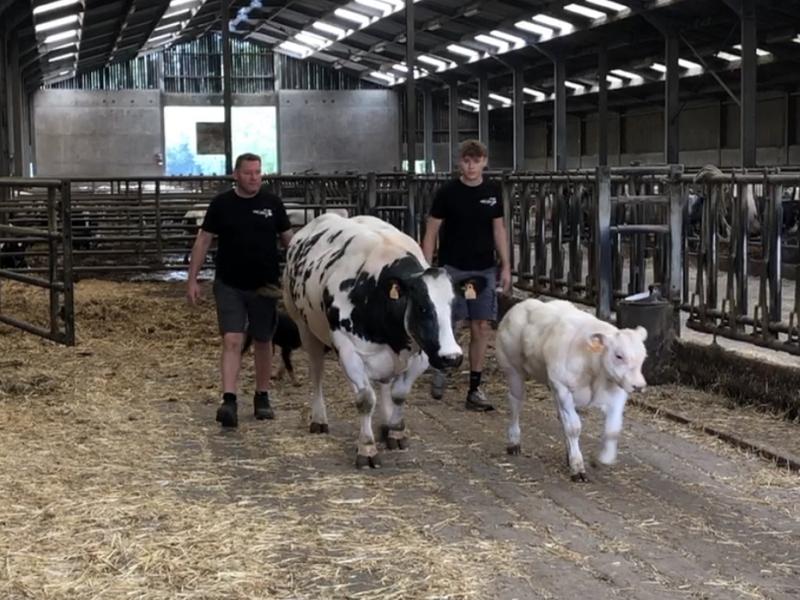 La meilleure viande blanc bleu belge vient de Les Waleffes