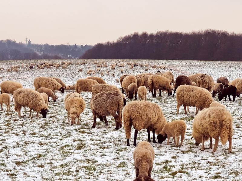 Huy : bien-être des animaux en prairies en période hivernale