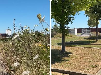 Comment les communes repensent les espaces verts face au changement climatique