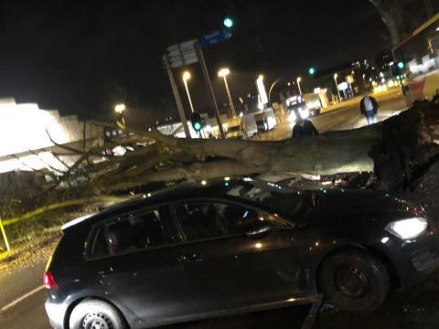 Le Boulevard de l'Ourthe à l'arrêt à cause d'un arbre