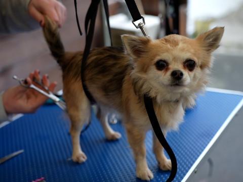 Cadeaux et festin pour les animaux des bénéficiaires du Resto du coeur 