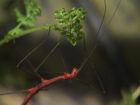 L'insectarium Hexapoda fait peau neuve et réouvre ses portes 